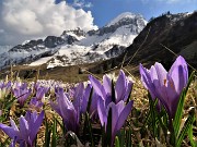 73 Il bianco delle nuvole, della neve , il violetto dei crocus..